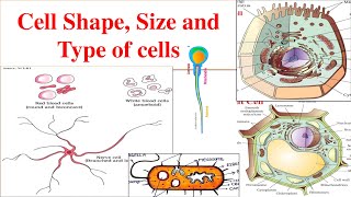 Cells Type  Different types of cells  Cell Size and Cell Shape  Cells [upl. by Neelrac]