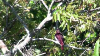 Pompadour Cotinga [upl. by Sanger670]