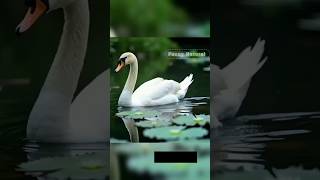 beautiful birds funny water nature sea coral video birds sorts river ponds bird [upl. by Kerrill]