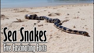 Five Facts about Sea Snakes [upl. by Anoo]