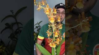 Como cuidar da orquídea Oncidium Catatante flores plantas orquideas [upl. by Frost]