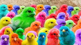 Menangkap ayam lucu ayam warna warni ayam rainbow bebek angsa ikan hias ikan cupang Kelinci [upl. by Araic]