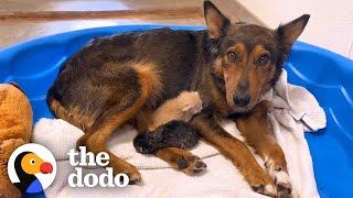 Mama Dog Who Lost Her Puppies Was Heartbroken Until She Got Kittens  The Dodo [upl. by Lorianna]