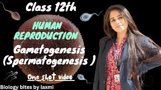 Gametogenesis  What is Spermatogenesis in hindi  Human Reproduction Part 4 youtube biology [upl. by Aerdnaz866]