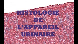 Histologie du système urinaire [upl. by Harald629]