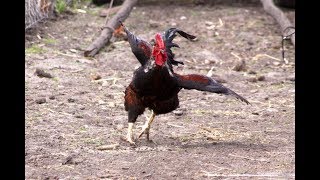 Angry Rooster Chasing People And Animals [upl. by Kerin675]