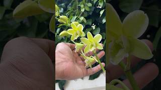 Orchid bloom jishnuuthaman orchid keralagarden garden [upl. by Ahsieyk]