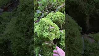 Moss and tree ferns love growing in the shade grotto garden Heligan gardening moss fern tree [upl. by Novyat208]