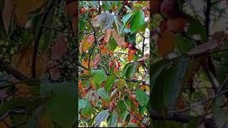 59😲Diospyros kaki 🏵️ playlist grădini înflorite 307 video [upl. by Ashlen]