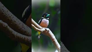 Cute cartoon birdBlackandyellow broadbill Eurylaimus ochromalus birds [upl. by Litha785]