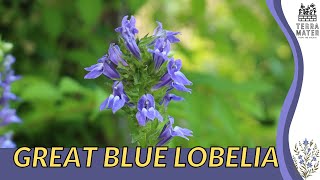 Discover GREAT BLUE LOBELIA A Stunning Addition to Your Garden Lobelia siphilitica [upl. by Barny]