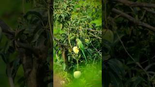 PARAKEET feeding on Mangoes wildlife photography shortsvideo [upl. by Verena]