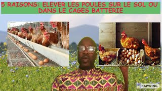 5 Raison  élevage des poules en cage ou au sol les poules en batterie  élevage des pondeuses [upl. by Odareg972]