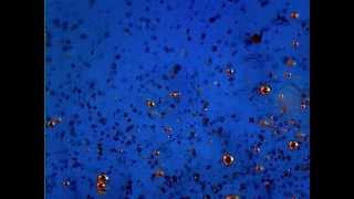 JLube Mixing With Water Microscope [upl. by Pittman]