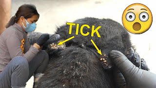 Get rid many ticks from dog in a family [upl. by Yoshi115]