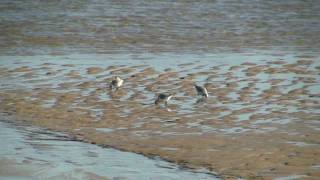 BECASSEAU Sanderling  Calibris alba  Marée Basse  BRUITX [upl. by Duncan]