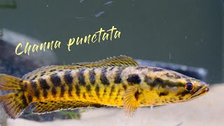 spotted snakehead Channa punctata [upl. by Odlabso]