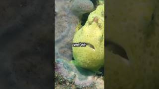 Top 10 Weirdest Fish You Wont Believe Exist trending youtubeshorts viralvideo oceanwonders [upl. by Harald]