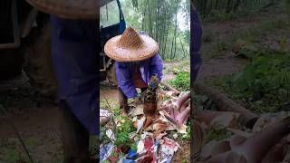 Working in the bamboo forest in the rain the wisdom and hard work of traditional farmers [upl. by Mayda437]