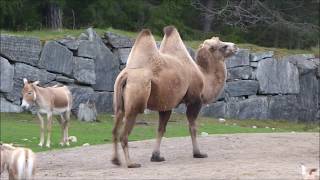 Double humped Bactrian Camels with calves [upl. by Ellerahc]