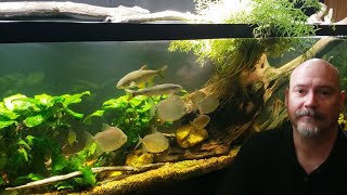 Why I Mineralize My Aquarium With Ground Eggshells [upl. by Llarret]