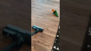 Pogo ko bada maja aya talkingparot parotlover funnyparrot funnyparrotvideo parrots [upl. by Yenhpad768]