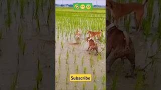 dog comedy funny shortvideo viral trending subscribe song🤣😂 [upl. by Moffitt714]