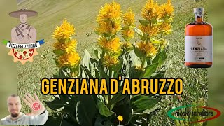 La Genziana dAbruzzo Il liquore identitario abruzzese con una importante quotlimitazionequot ‼️ [upl. by Attenrad]