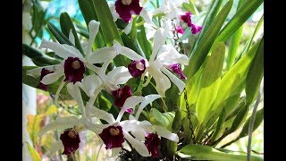 Cattleya Purpurata ll Катлеи [upl. by Louanne]