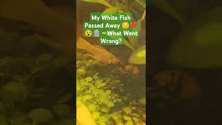 My White Fish Passed Away 😔💔 – What Went Wrong fishdied fishdying fishcare fishrescue sad [upl. by Peers]