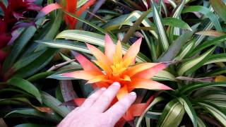 Guzmania bromeliads explained growing and care for guzmania [upl. by Aihsein]