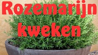 Rozemarijn kweken uit zaad [upl. by Isidore]