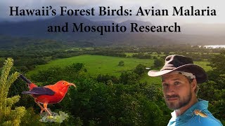 Hawaiis Forest Birds Avian Malaria and Mosquito Research Documentary [upl. by Yung]