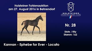 Holsteiner Fohlenauktion 2016 in Behrendorf  Nr 28 v Kannan  Ephebe for Ever [upl. by Imuyam]