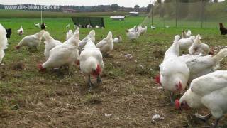 Mit Leidenschaft für Huhn und Ei  Doppelverdiener Landhuhn Projekt von Gut Herrmannsdorf [upl. by Dreher]