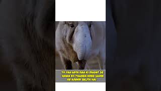 SAIGA ANTELOPE ANIMAL 🦌 shorts youtubeshorts youtubeshorthub [upl. by Baldridge]