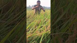 Research trial panicle selection to count gain per panicle🌾rice agriculture phd research shorts [upl. by Ardnaeel]