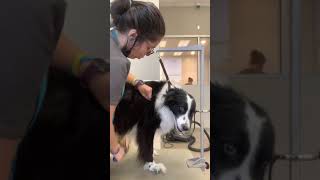 Grooming Your Border Collie  Long Haired Dog [upl. by Auqenaj]