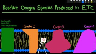 Reactive Oxygen Species Formation in the Mitochondria and Defence Mechanism  Biochemistry [upl. by Eedissac]