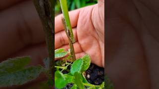 Loquat Grafting Successful garden grafting fruit gardening graftingtactick plantgrafting [upl. by Atnoid959]