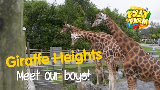 Giraffe Heights at Folly Farm [upl. by Niarb]