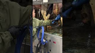 Amazing Daily Processes On The Dairy Farm 🐮🥛 Modern Milking girls milking amazing farming short [upl. by Ani]