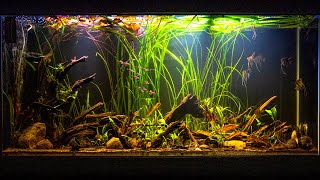 Altum Angelfish Biotope Inspired Aquarium [upl. by Dasya171]