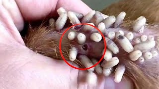 WATCH IN THIS VIDEO BOTFLY REMOVAL FROM DOG [upl. by Manya]