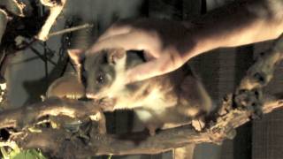 Friendly Ringtail Possum in my Backyard  Australian Native Animal  PoathTV [upl. by Bergwall]