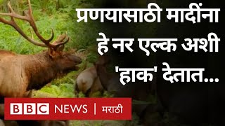 Elk Mating Call  मादीसोबत प्रणय करण्यासाठी नर एल्क प्राणी एक खास आवाज का काढतात [upl. by Nwahsad]