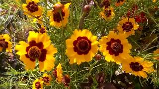 967  How to collect n store COREOPSIS SeedCOREOPSIS seed ko chunna aur kuch dusri jaankarian [upl. by Harlow]