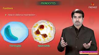 Monocytes  Structure and Function  Blood Physiology [upl. by Ong997]