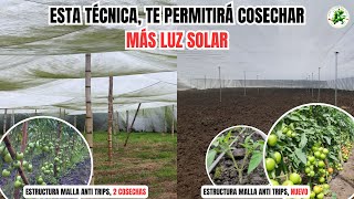 Este truco agrícola hará que los Invernaderos Viejos sean Más Productivos Cultivo De TOMATES [upl. by Eivi181]