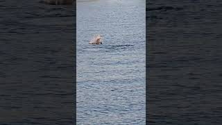 Esperance Jetty Dolphins Dolphins Ocean Esperance vanlife Australia beach [upl. by Yasmine]